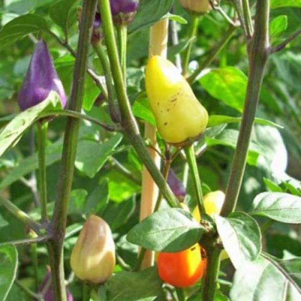 Ecuador_Purple_Chili_Samen_1.jpg