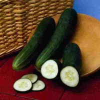 Schlangengurke_Perfection_Samen_1.jpg Schlangengurke_Perfection_Samen_1.jpg