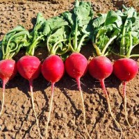 Radieschen_Crimson_Giant_Samen_1.jpg Radieschen_Crimson_Giant_Samen_1.jpg