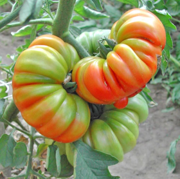 Costoluto di Parma Tomaten Samen