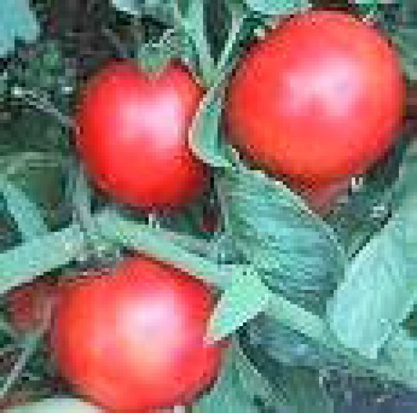 Creole Tomaten Samen