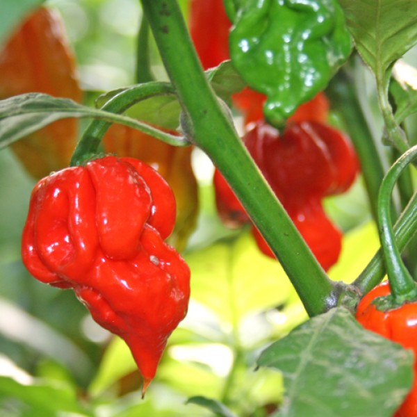 Butch T Trinidad Scorpion Chili Samen