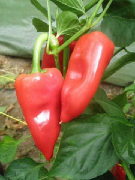 Pimiento Del Piquillo Chili Samen