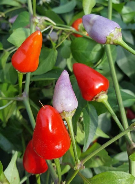 Aji de Jardin Chili Samen