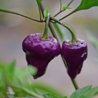 Purple Ufo Chili Samen Purple Ufo Chili Samen