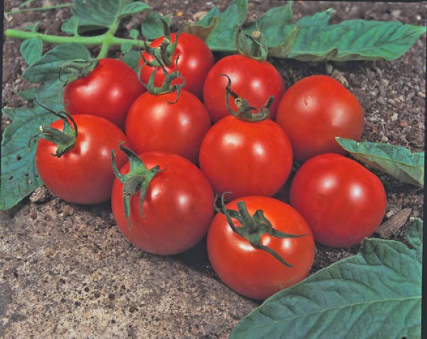 Alicante Tomaten Samen