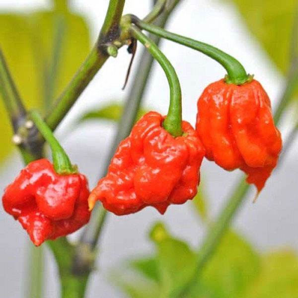 Bio Carolina Reaper ChiliPflanze bestellen