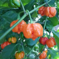 7_Pot_Brain_Strain_Red_Chili_Samen_1.jpg 7_Pot_Brain_Strain_Red_Chili_Samen_1.jpg