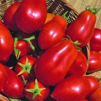 San_Marzano_Red_Plum_Tomaten_Samen_1.jpg San_Marzano_Red_Plum_Tomaten_Samen_1.jpg