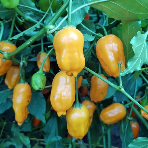 El Oro de Ecuador Chili Samen