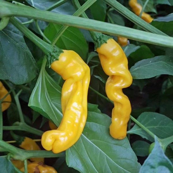 BIO Peter Pepper Chili Samen
