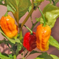 Bih_Jolokia_Chili_Samen_1.jpg Bih_Jolokia_Chili_Samen_1.jpg