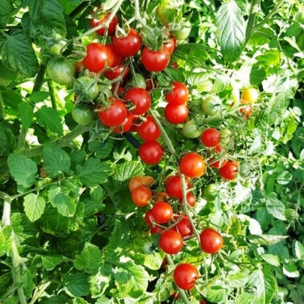 Humboldtii_Tomaten_Samen_1.jpg