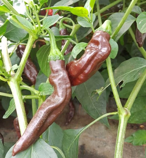 Ethiopian Brown Chili Samen