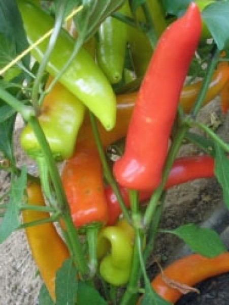 Tricolor Chili Samen