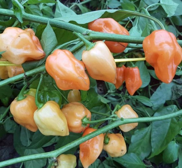 Habanero_Gelbe_Zwerge_Chili_Samen_1.jpg