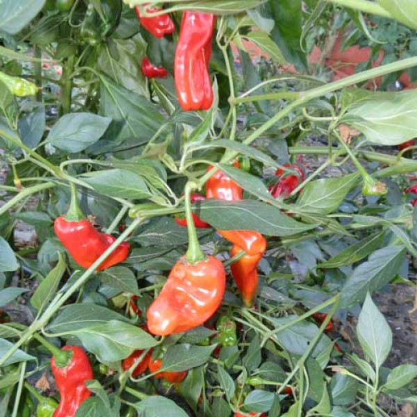 Broome Pepper Chili Samen