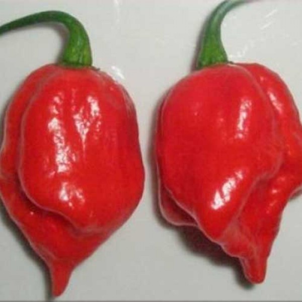 Habanero_Ladies_Chili_Samen_1.jpg