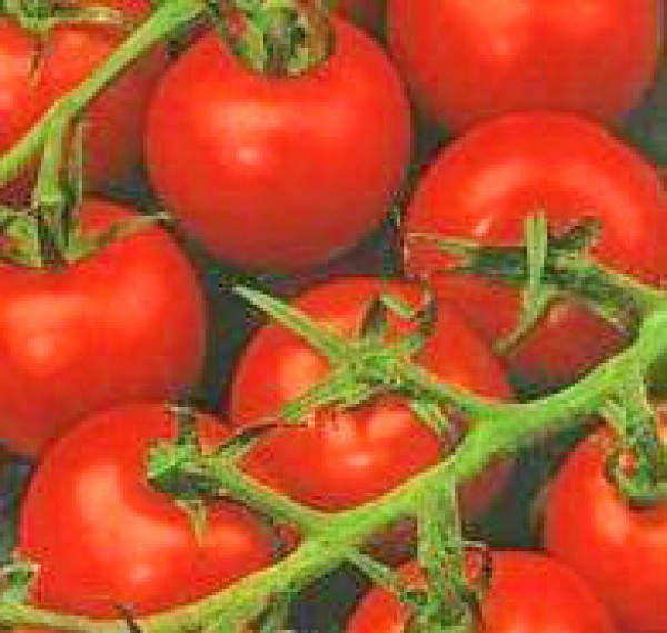 De Colgar Tomaten Samen