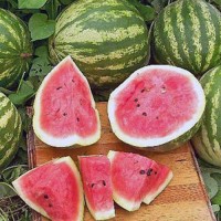 Wassermelone_Calsweet_Samen_1.jpg Wassermelone_Calsweet_Samen_1.jpg