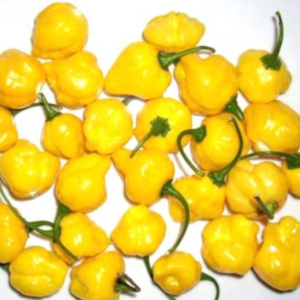 Yellow Bumpy Chili Samen