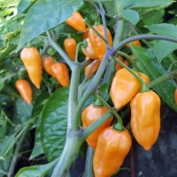 Orange_Lantern_Chili_Samen_1.jpg Orange_Lantern_Chili_Samen_1.jpg