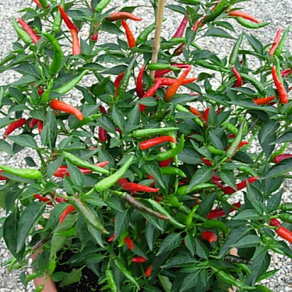 Thai Dragon Chili Samen