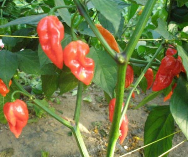 Bhut_Jolokia_CPP_Chili_Samen_1.jpg