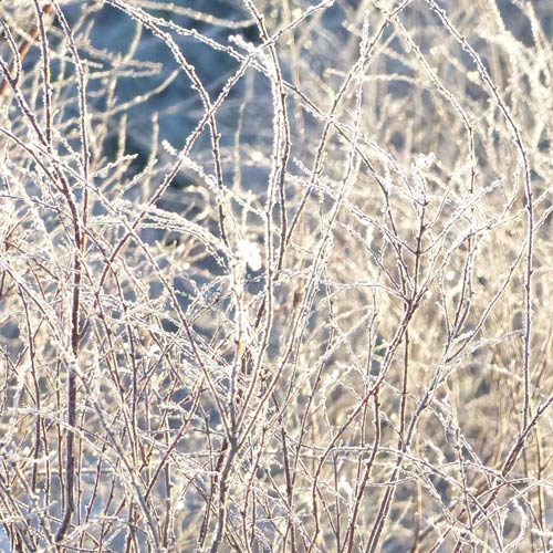 Der Garten im Januar Tipps und Tricks auf SaatgutBiene.de