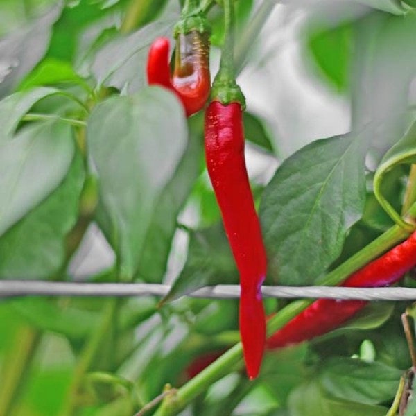 Joes_Long_Cayenne_Chili_Samen_1.jpg