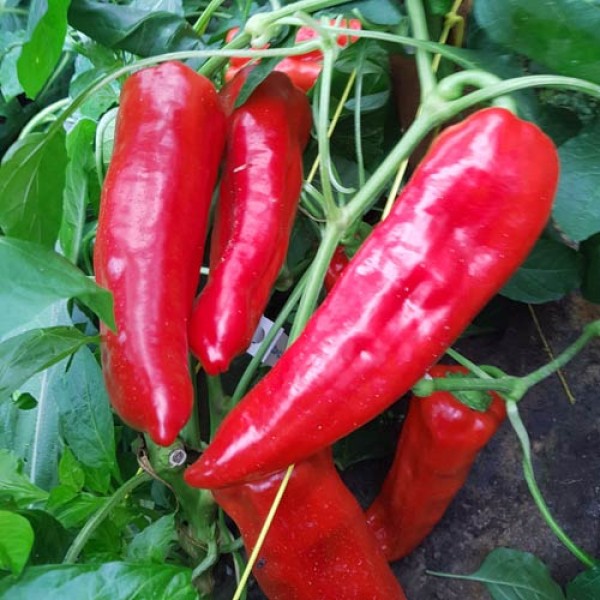 Aconcagua Chili Samen