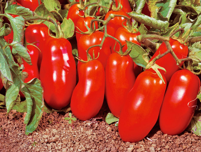 tomatenflsterer saatgut Tropikanka