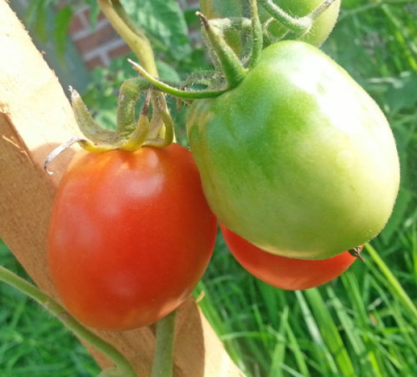 Ukrainian Purple Tomaten Samen