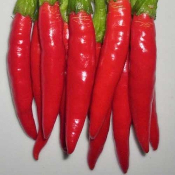 Cayenne_PicanteHot_Chili_Samen_1.jpg