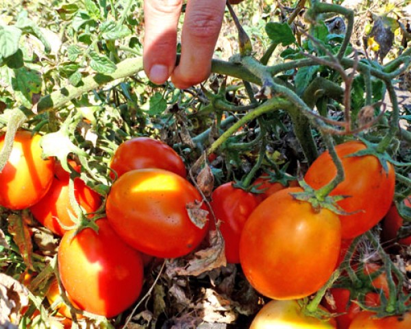 Kecskemeti Tomaten Samen