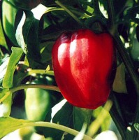 Californian_Wonder_Chili_Samen_1.jpg Californian_Wonder_Chili_Samen_1.jpg