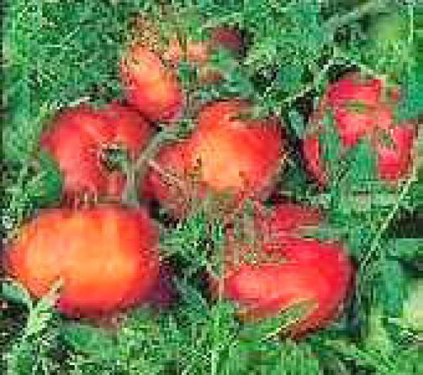 Silver Fir Tree Tomaten Samen