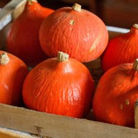 Kuerbis_Hokkaido_Samen_1.jpg Kuerbis_Hokkaido_Samen_1.jpg