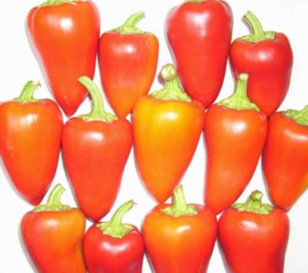 Antohi Romanian Chili Samen