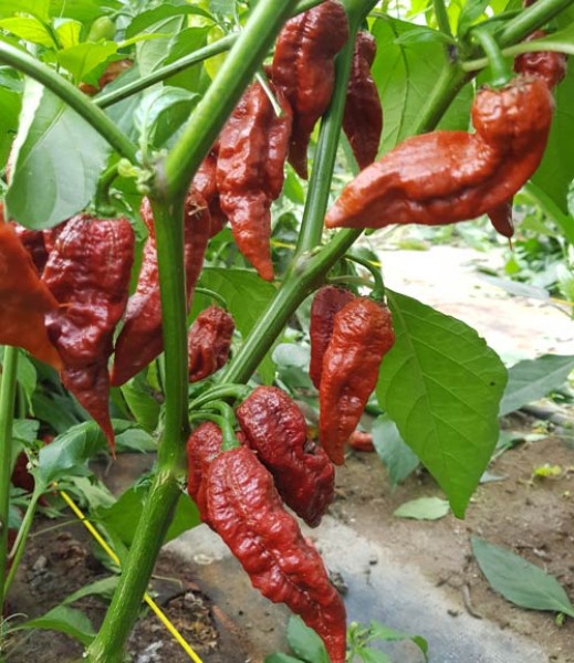 Bhut_Jolokia_Caramel_Chili_Samen_1.jpg