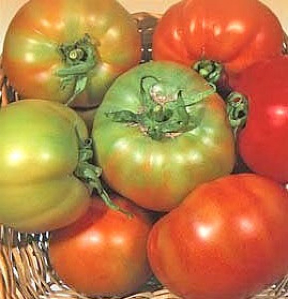 Licatese Tomaten Samen