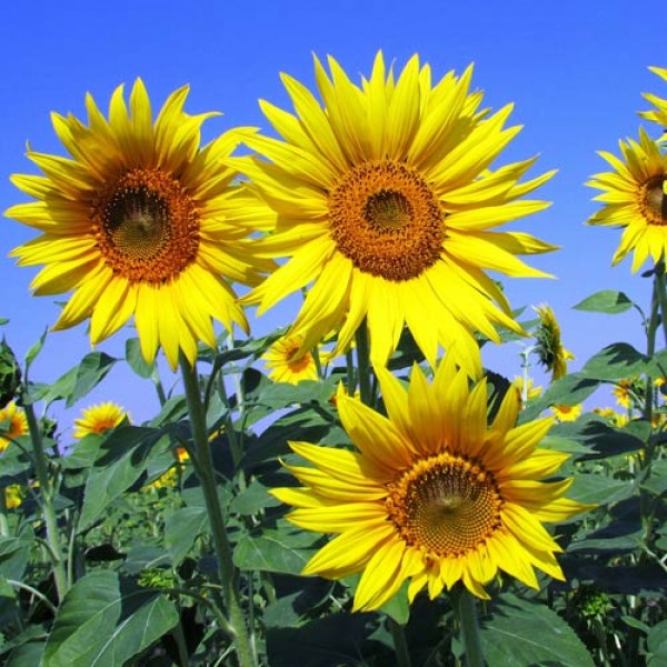 Der Garten im August Tipps und Tricks auf SaatgutBiene.de