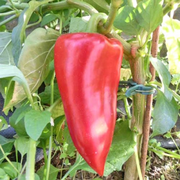 Apple Pepper Chili Samen