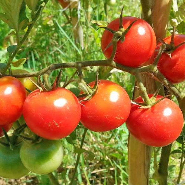 Cocktail_Tomaten_Samen_1.jpg