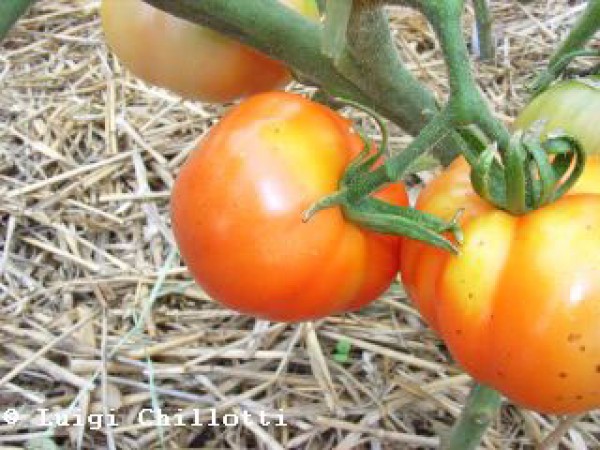 Marmande Superprecoce Tomaten Samen