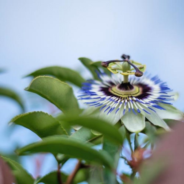 Exoten_im_heimischen_Garten_01.jpg