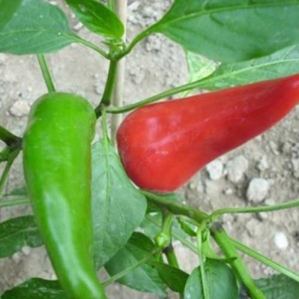 NuMex_Mirasol_Chili_Samen_1.jpg