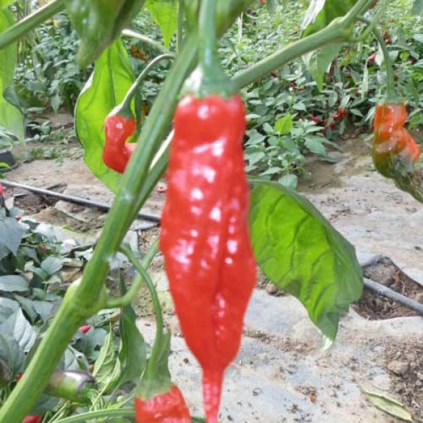 Kondom Pepper Chili Samen