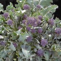 Brokkoli_Cardinal_Samen_1.jpg Brokkoli_Cardinal_Samen_1.jpg