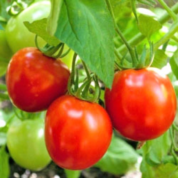 Glacier Tomaten Samen